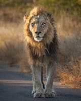 リーダーのオスライオン（写真：『私の職場はサバンナです！』より ©YukaonSafari）