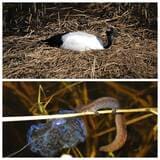（写真上）ヨシやスゲを使って円い台形状の巣を作り、卵を抱くタンチョウ（写真下）ヨシに抱きつき、メスが近づいてくるのを待つキタサンショウウオのオス。左側はこれより前に産み付けられた卵のうで、光を当てると青白く輝き「湿原のサファイア」と呼ばれる（提供：照井滋晴さん）