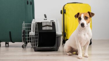 ペットと一緒に｢空の旅｣死亡リスクもあり要注意 飼い主が心がけたい