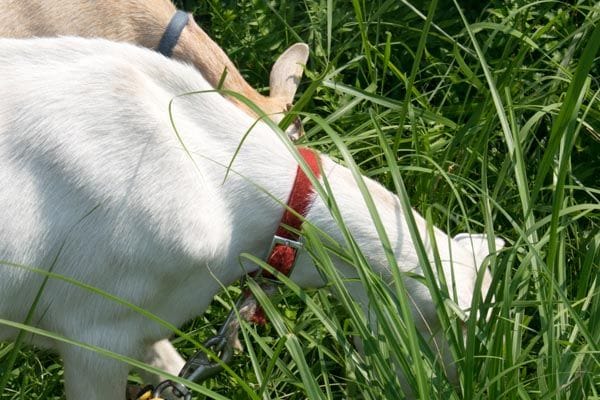 ようやく雑草にも目を向けてくれた