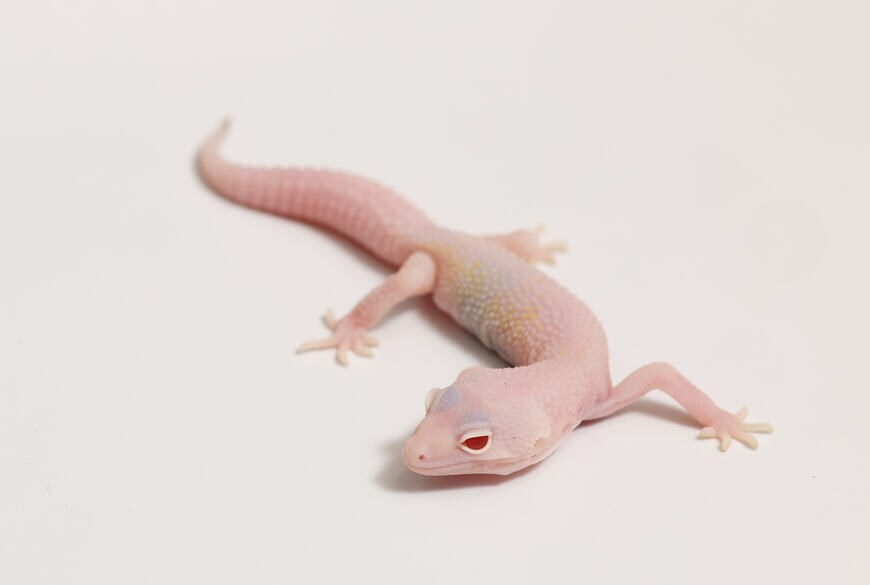 ヒョウモントカゲモドキ（スノーホワイトナイト）①（撮影：尾形文繁／撮影協力：LUCK UP Reptiles）