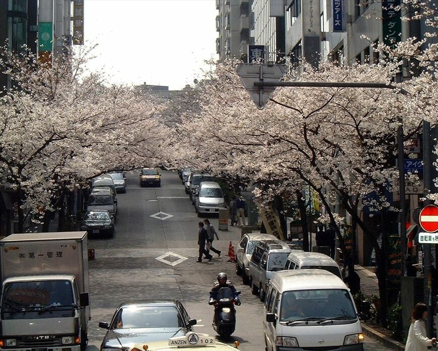 桜丘町の「さくら通り」＝2001年（撮影：南正時）