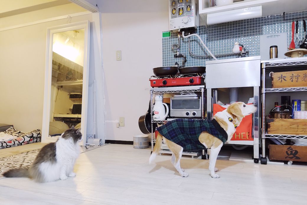 2020年からは、日本聴導犬協会の預かりボランティアを始めました。初めてお預かりした、ビーグルの元聴導犬かるちゃんは、我が家の猫とも仲良しです（筆者撮影）