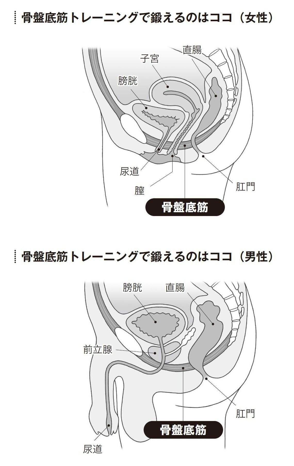 （出所：『頻尿・尿もれ自力でできるリセット法』より）