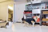 2020年からは、日本聴導犬協会の預かりボランティアを始めました。初めてお預かりした、ビーグルの元聴導犬かるちゃんは、我が家の猫とも仲良しです（筆者撮影）