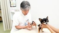 ついにここまで来たペットの高度医療最前線 心臓病は外科手術で根治､がん治療も多彩に