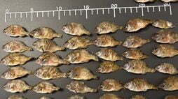 日本から魚が消えていくのは当然だった…｢外国のせい｣でも｢漁業者のせい｣でもない"本当の理由"