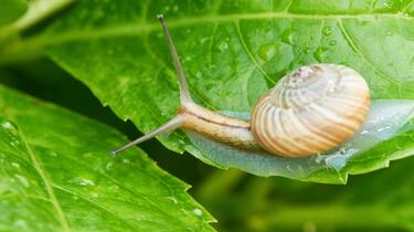 カタツムリ､｢操られた｣末に迎える憐れな最期 臆病な生き物がなぜ鳥に