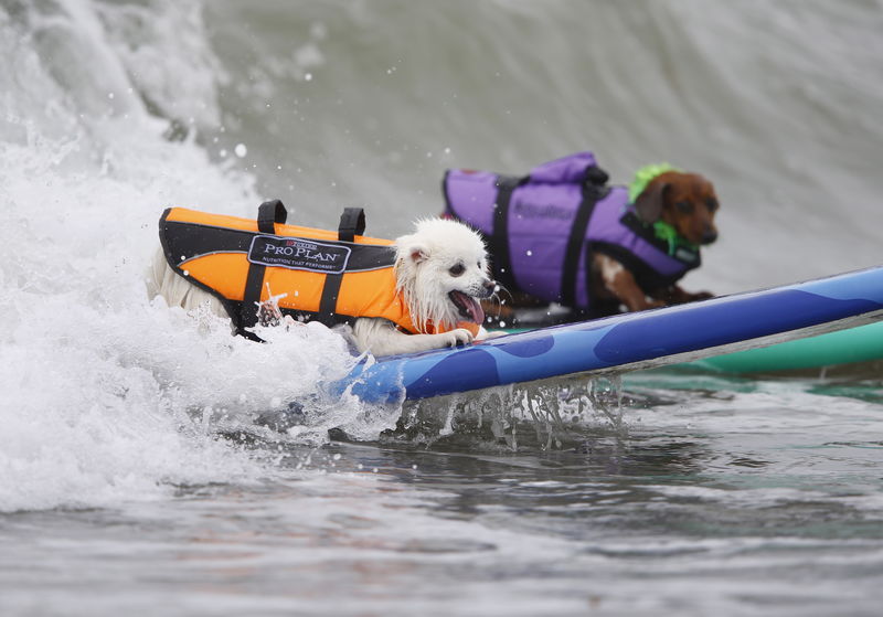 カリフォルニアで犬たちのサーフィン大会 ロイター 東洋経済オンライン 社会をよくする経済ニュース