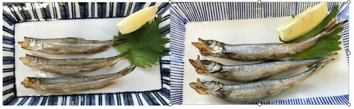 日本のシシャモ（左）と北欧シシャモ（右） （写真：筆者提供）