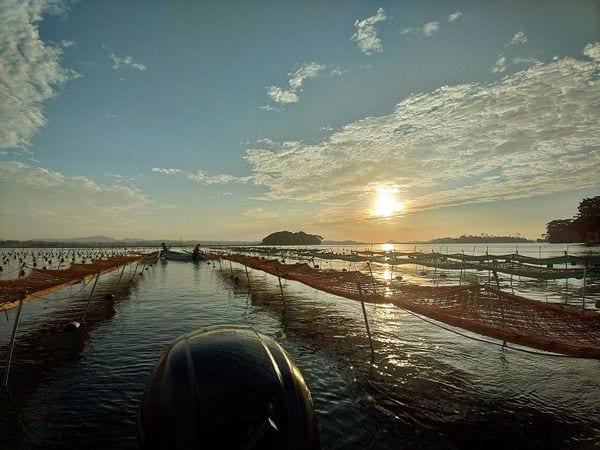 海苔を養殖している海（写真：アイザワ水産）