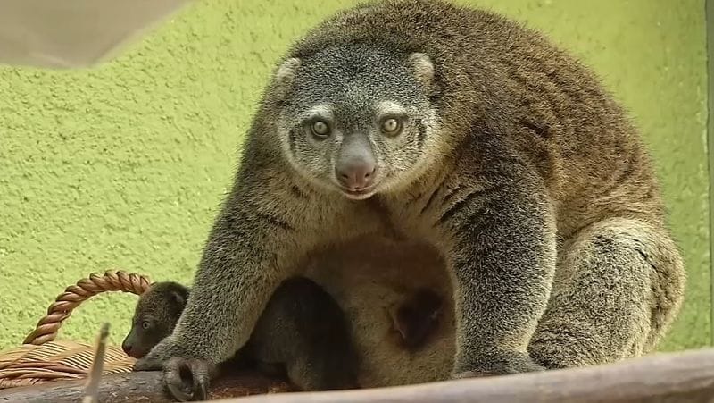 絶滅危急種｢クロクスクス｣の赤ちゃん誕生 ポーランドの動物園で | 政治