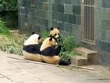 中国ジャイアントパンダ保護研究センター雅安碧峰峡基地のパンダ（写真：筆者撮影）