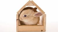｢仕方なくうさぎ小屋｣から｢あえてうさぎ小屋｣へ