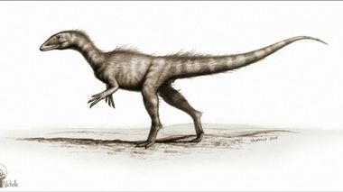 New Dinosaur Species Offers Evolutionary Clues