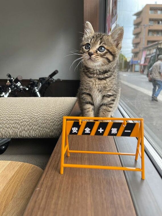 「猫と人がともに暮らせる家を増やすことも保護猫活動の一つではないか」と感じたという