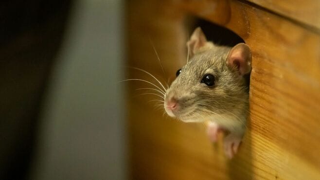 ネズミも｢孤独｣にストレスを感じる生き物だ