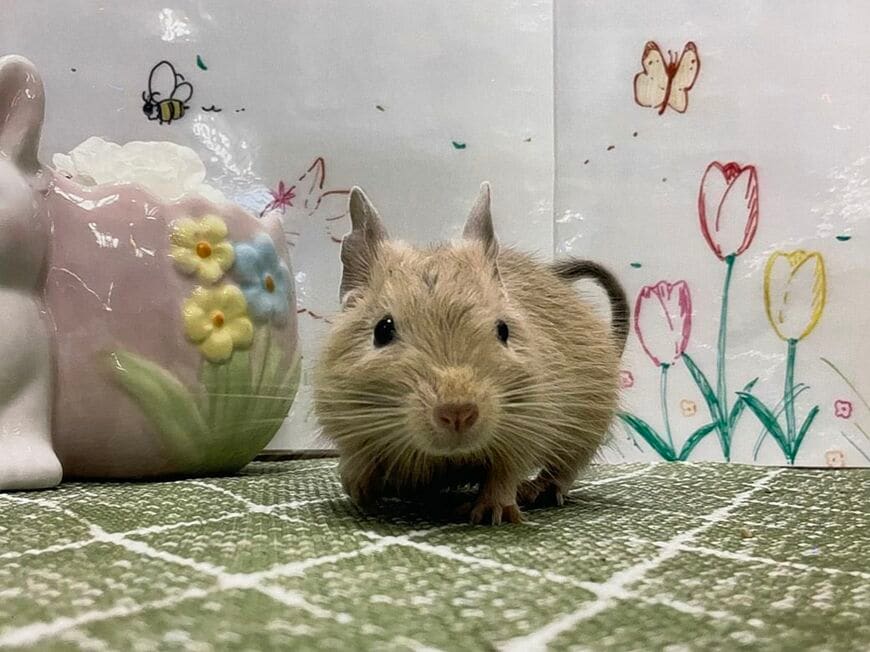 デグー