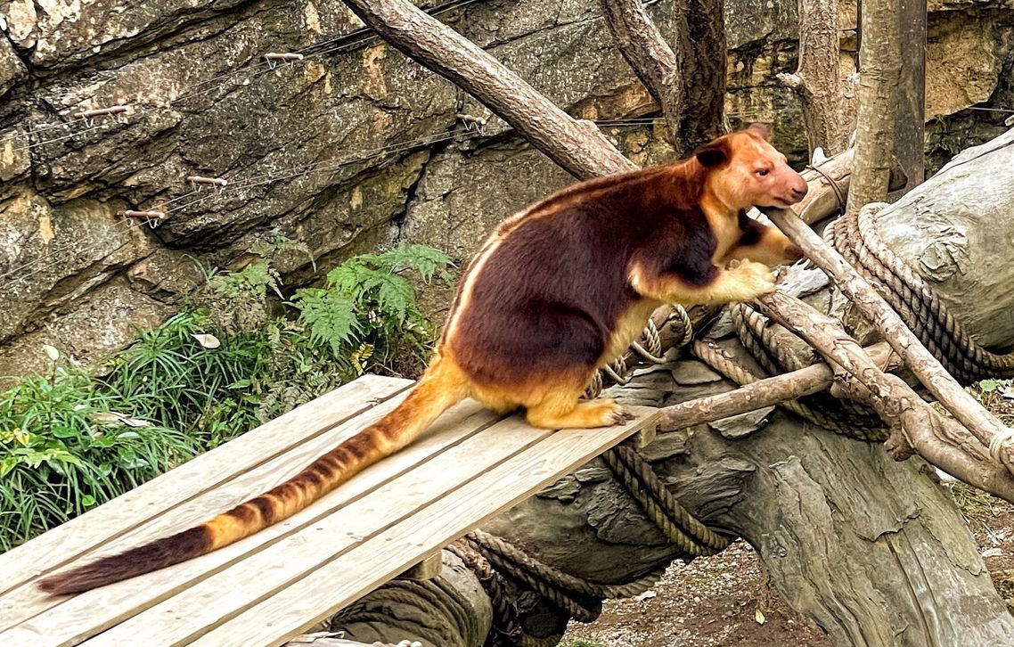 横浜 キリンとチーター が共存する動物園の今 十園十色 イマドキ動物園探訪 東洋経済オンライン 社会をよくする経済ニュース