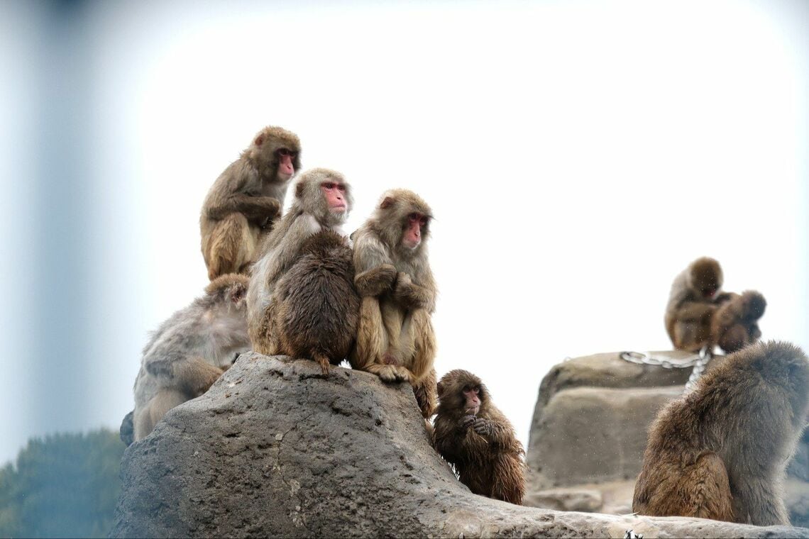市川市動植物園 サル山