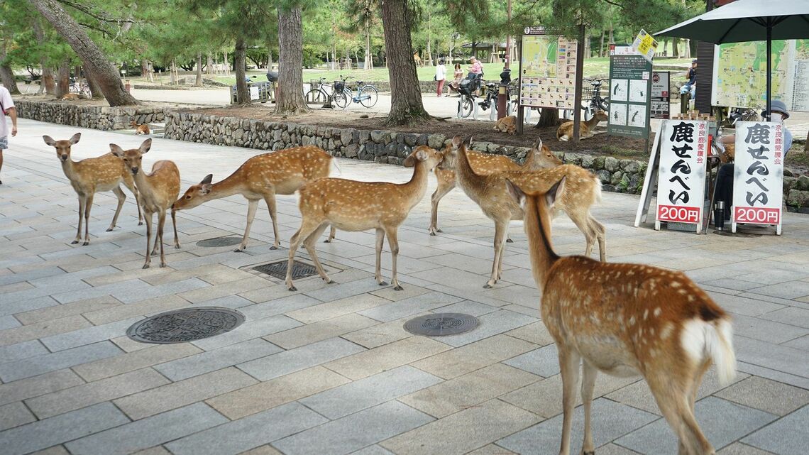 奈良公園のシカの写真