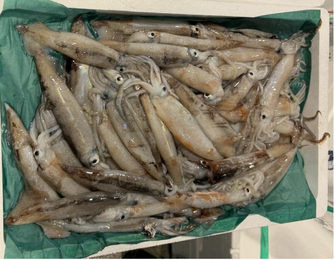 漁獲量の激減が止まらないスルメイカ（写真：筆者提供）