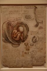 図1 レオナルド・ダ・ヴィンチ「ウィンザー手稿」の胎児の図（1511年ごろ、英王室所蔵、筆者撮影）