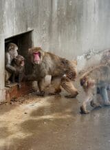 市川市動植物園 パンチくん