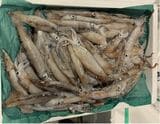 漁獲量の激減が止まらないスルメイカ（写真：筆者提供）