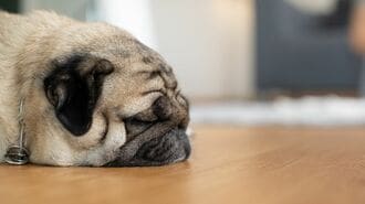 ｢原因はワクチン？｣愛犬の死を疑った男性の後悔
