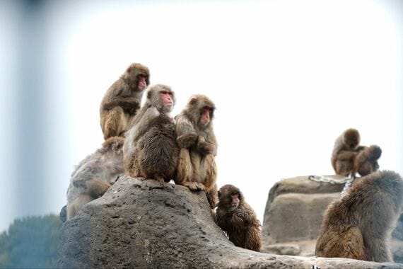 市川市動植物園 サル山
