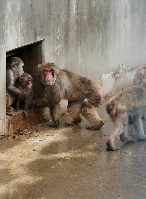 市川市動植物園 パンチくん