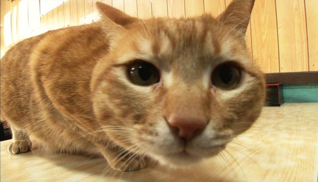 日本人が飼い猫につけたがる あの名前 ペット 東洋経済オンライン 社会をよくする経済ニュース