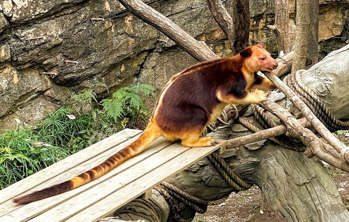 カンガルーと名は付くものの、見かけは大きく異なる