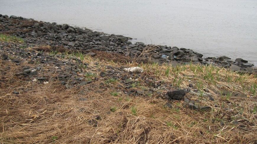 アザラシの保護現場