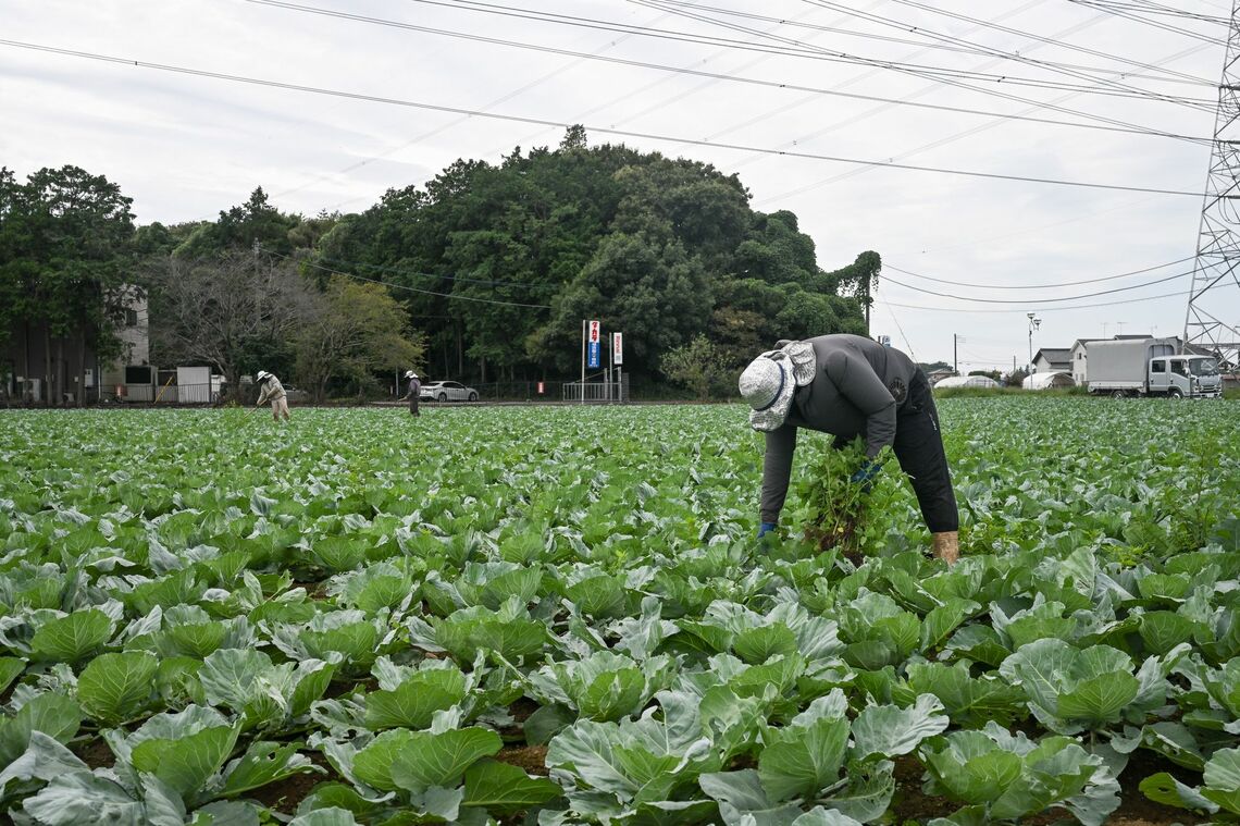 農業を支える外国人労働者（茨城県）Photographer: Soichiro Koriyama/Bloomberg