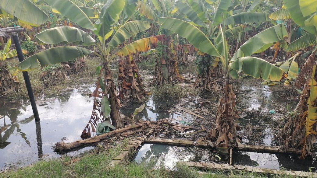 洪水により一面水で覆われたペルーのバナナ農園（写真：フェアトレードラベルジャパン）