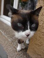 頭を撫でられると気分転換になるから窓辺にたたずんでいる