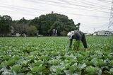 農業を支える外国人労働者（茨城県）Photographer: Soichiro Koriyama/Bloomberg