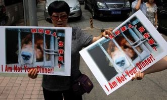 数千匹の犬を殺す中国｢犬肉祭り｣が準備佳境
