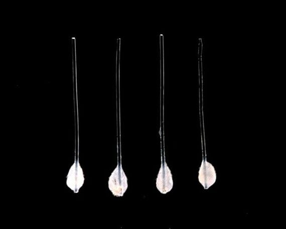 再生毛包器官原基