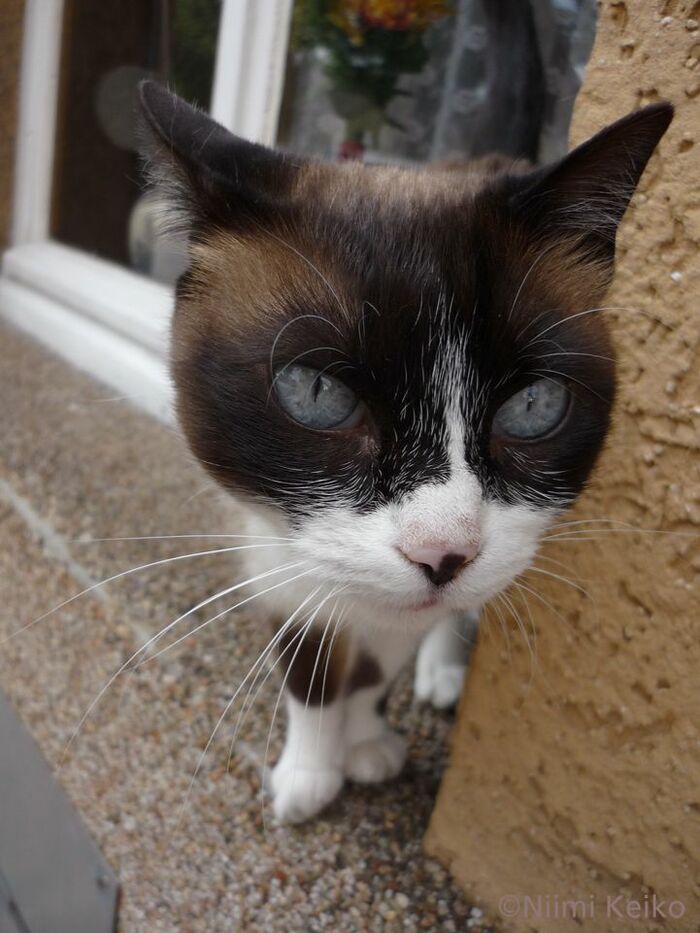 頭を撫でられると気分転換になるから窓辺にたたずんでいる