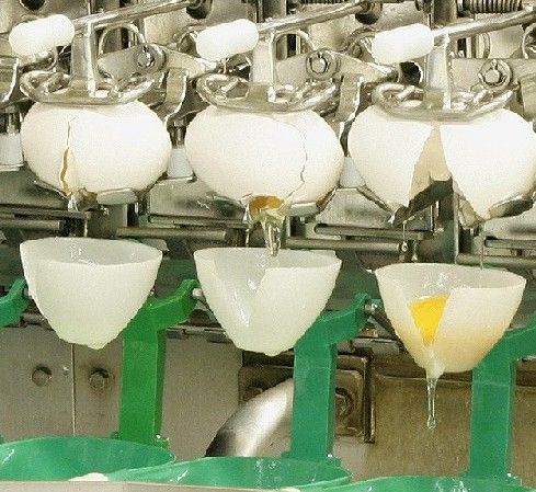 卵の白身と黄身を自動で分ける（写真：キユーピー株式会社提供）