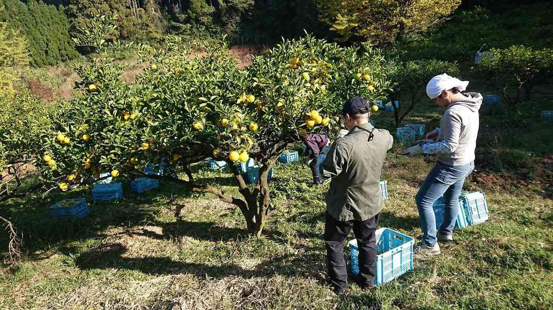 完熟かぼすの収穫風景（写真：JA全農おおいた提供）