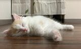 ウサギのぽぽちゃんとふすま一枚挟んで暮らしていた猫のぴーと君。おっとりした気質の穏やかな猫に成長した（写真提供：やすさん）