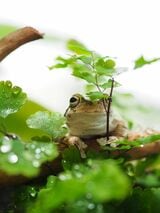 カエルは身近な生き物だが、意外と飼育方法は知られていない（写真提供：ぴよさん）