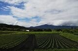 群馬県嬬恋村は高原キャベツの収穫時期を迎える。地元の生産農家は種苗メーカーから農協を通じて購入。サカタのタネが開発した「青琳」が最も多く、次が一般品種の「初恋」だそうだ（記者撮影）