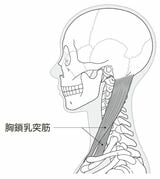 （出所：『首の痛み・コリ・しびれ 自力でできるリセット法』より）
