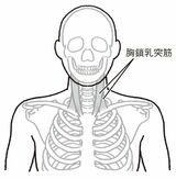 （出所：『筋肉のつながりを知れば「肩こり」と「腰痛」は自分で解消できる』より）