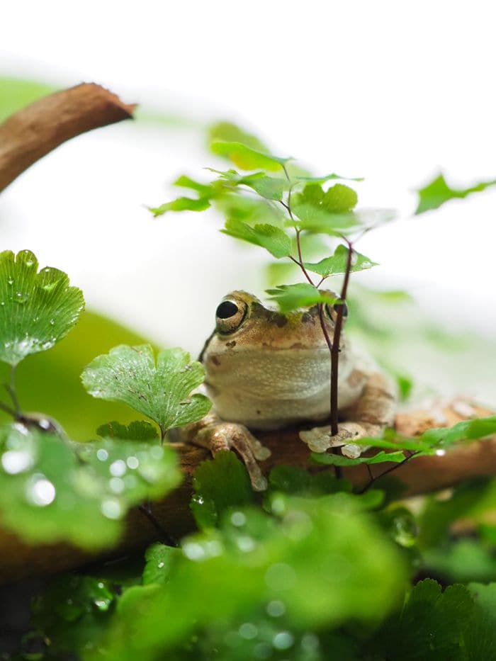 カエルは身近な生き物だが、意外と飼育方法は知られていない（写真提供：ぴよさん）